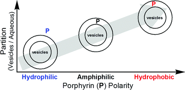 Graphical abstract: Aqueous–membrane partitioning of β-substituted porphyrins encompassing diverse polarity