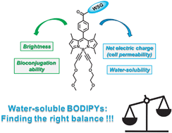 Graphical abstract: The first comparative study of the ability of different hydrophilic groups to water-solubilise fluorescent BODIPY dyes