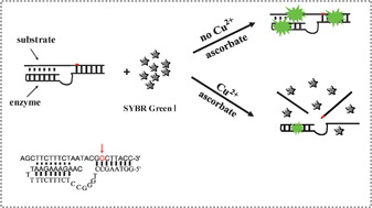 Graphical abstract: A label-free fluorescent molecular switch for Cu2+ based on metal ion-triggered DNA-cleaving DNAzyme and DNA intercalator