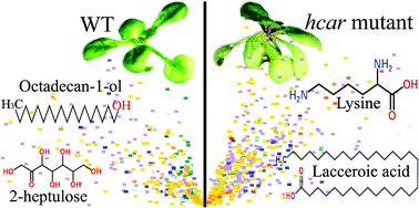 Graphical abstract: A global approach to analysis and interpretation of metabolic data for plant natural product discovery