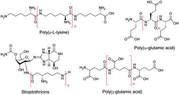 Graphical abstract: NRPSs and amide ligases producing homopoly(amino acid)s and homooligo(amino acid)s