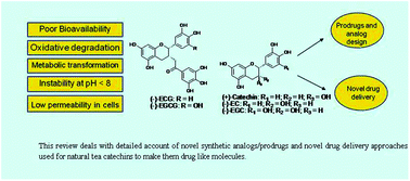 Graphical abstract: Catechin prodrugs and analogs: a new array of chemical entities with improved pharmacological and pharmacokinetic properties