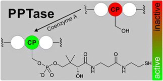 Graphical abstract: The phosphopantetheinyl transferases: catalysis of a post-translational modification crucial for life