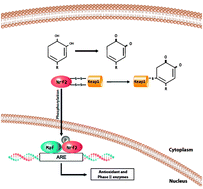 Graphical abstract: Natural product-derived pharmacological modulators of Nrf2/ARE pathway for chronic diseases