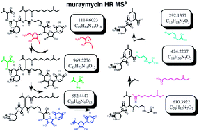 Graphical abstract: NP/MS since 1970: from the basement to the bench top