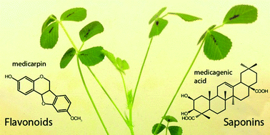 Graphical abstract: Natural product biosynthesis in Medicago species