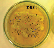 Graphical abstract: Thinking big about small beings – the (yet) underdeveloped microbial natural products chemistry in Brazil