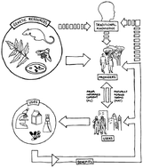 Graphical abstract: Access to and use of marine genetic resources: understanding the legal framework