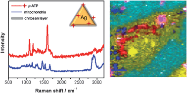 Graphical abstract: Chitosan-coated triangular silver nanoparticles as a novel class of biocompatible, highly sensitive plasmonic platforms for intracellular SERS sensing and imaging