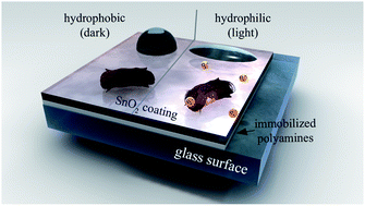 Graphical abstract: Self-cleaning antimicrobial surfaces by bio-enabled growth of SnO2 coatings on glass