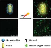 Graphical abstract: Surface plasmon enhanced drug efficacy using core–shell Au@SiO2 nanoparticle carrier