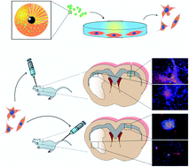 Graphical abstract: High MRI performance fluorescent mesoporous silica-coated magnetic nanoparticles for tracking neural progenitor cells in an ischemic mouse model