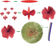 Graphical abstract: Towards directional assembly of hierarchical structures: aniline oligomers as the model precursors