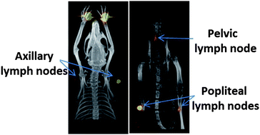 Graphical abstract: Synthesis of ligand-functionalized water-soluble [18F]YF3 nanoparticles for PET imaging