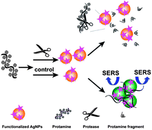 Graphical abstract: Ultrasensitive surface-enhanced Raman scattering detection of trypsin based on anti-aggregation of 4-mercaptopyridine-functionalized silver nanoparticles: an optical sensing platform toward proteases