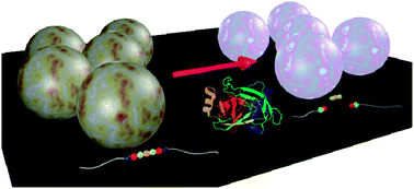 Graphical abstract: Enzyme cleavable nanoparticles from peptide based triblock copolymers