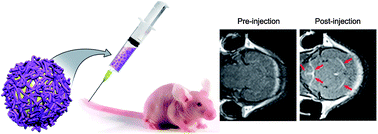 Graphical abstract: Development of PEGylated KMnF3 nanoparticles as a T1-weighted contrast agent: chemical synthesis, in vivo brain MR imaging, and accounting for high relaxivity