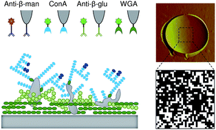 Graphical abstract: Single-molecule analysis of the major glycopolymers of pathogenic and non-pathogenic yeast cells