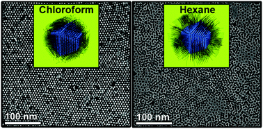 Graphical abstract: Nanocrystals self-assembled in superlattices directed by the solvent–organic capping interaction