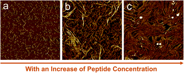 Graphical abstract: Hierarchical ordering of amyloid fibrils on the mica surface