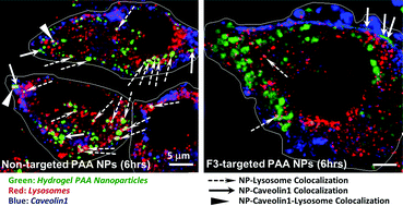 Graphical abstract: Modulation of hydrogel nanoparticle intracellular trafficking by multivalent surface engineering with tumor targeting peptide