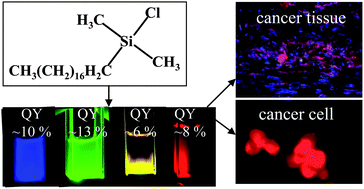 Graphical abstract: Silicon nanoparticle based fluorescent biological label via low temperature thermal degradation of chloroalkylsilane