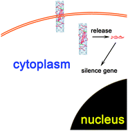 Graphical abstract: RNase non-sensitive and endocytosis independent siRNA delivery system: delivery of siRNA into tumor cells and high efficiency induction of apoptosis