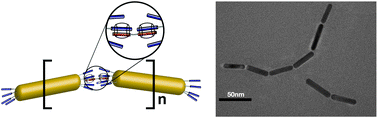 Graphical abstract: Supramolecular alignment of gold nanorods via cucurbit[8]uril ternary complex formation