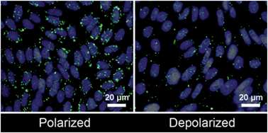 Graphical abstract: Membrane potential mediates the cellular binding of nanoparticles