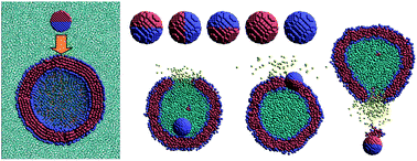 Graphical abstract: A vesicle cell under collision with a Janus or homogeneous nanoparticle: translocation dynamics and late-stage morphology