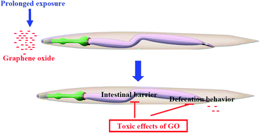 Graphical abstract: Contributions of altered permeability of intestinal barrier and defecation behavior to toxicity formation from graphene oxide in nematode Caenorhabditis elegans
