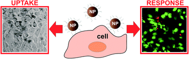 Graphical abstract: Different cell responses induced by exposure to maghemite nanoparticles