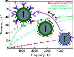 Graphical abstract: Highly stable monodisperse PEGylated iron oxide nanoparticle aqueous suspensions: a nontoxic tracer for homogeneous magnetic bioassays