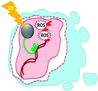 Graphical abstract: Cytotoxicity and DNA cleavage with core–shell nanocomposites functionalized by a KH domain DNA binding peptide