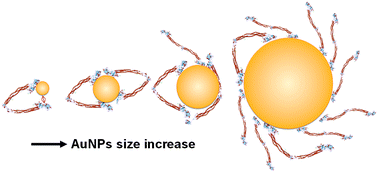 Graphical abstract: Molecular interactions of different size AuNP–COOH nanoparticles with human fibrinogen