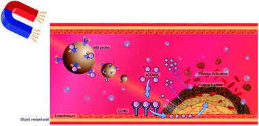 Graphical abstract: Quantification of cardiovascular disease biomarkers via functionalized magnetic beads and on-demand detachable quantum dots