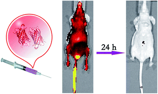 Graphical abstract: An individually coated near-infrared fluorescent protein as a safe and robust nanoprobe for in vivo imaging