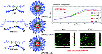 Graphical abstract: Proper design of silica nanoparticles combines high brightness, lack of cytotoxicity and efficient cell endocytosis