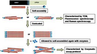 Graphical abstract: Reusable glucose sensing using carbon nanotube-based self-assembly