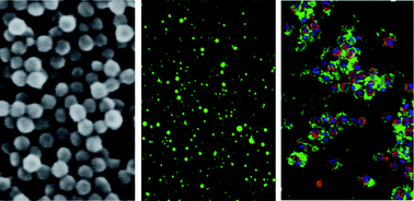 Graphical abstract: Volume labeling with Alexa Fluor dyes and surface functionalization of highly sensitive fluorescent silica (SiO2) nanoparticles