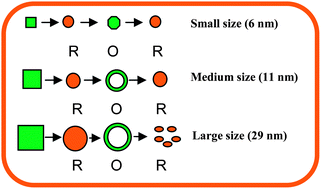 Graphical abstract: Size dependent reduction–oxidation–reduction behaviour of cobalt oxide nanocrystals