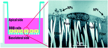 Graphical abstract: Nanoparticle accumulation and transcytosis in brain endothelial cell layers