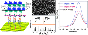 Graphical abstract: A highly oriented hybrid microarray modified electrode fabricated by a template-free method for ultrasensitive electrochemical DNA recognition