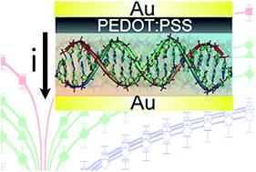 Graphical abstract: Transverse charge transport through DNA oligomers in large-area molecular junctions