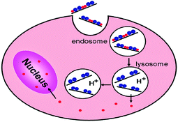 Graphical abstract: Tracking the intracellular drug release from graphene oxide using surface-enhanced Raman spectroscopy