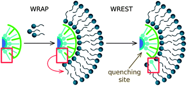 Graphical abstract: A “wrap-and-wrest” mechanism of fluorescence quenching of CdSe/ZnS quantum dots by surfactant molecules
