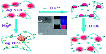 Graphical abstract: Sensitive and selective detection of Hg2+ and Cu2+ ions by fluorescent Ag nanoclusters synthesized via a hydrothermal method