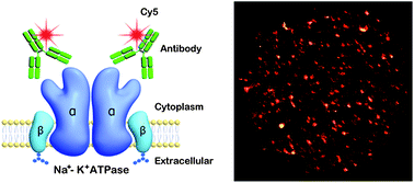 Graphical abstract: High-efficiency localization of Na+–K+ ATPases on the cytoplasmic side by direct stochastic optical reconstruction microscopy