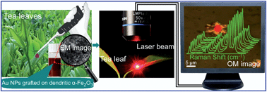 Graphical abstract: Highly uniform and optical visualization of SERS substrate for pesticide analysis based on Au nanoparticles grafted on dendritic α-Fe2O3