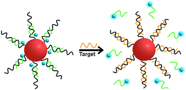 Graphical abstract: Gold nanoparticles and fluorescently-labelled DNA as a platform for biological sensing